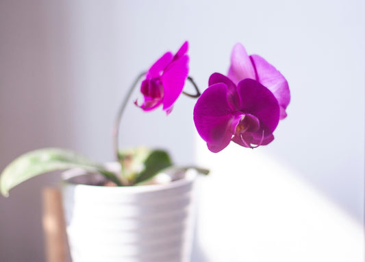The Truth About Grocery Store Orchids