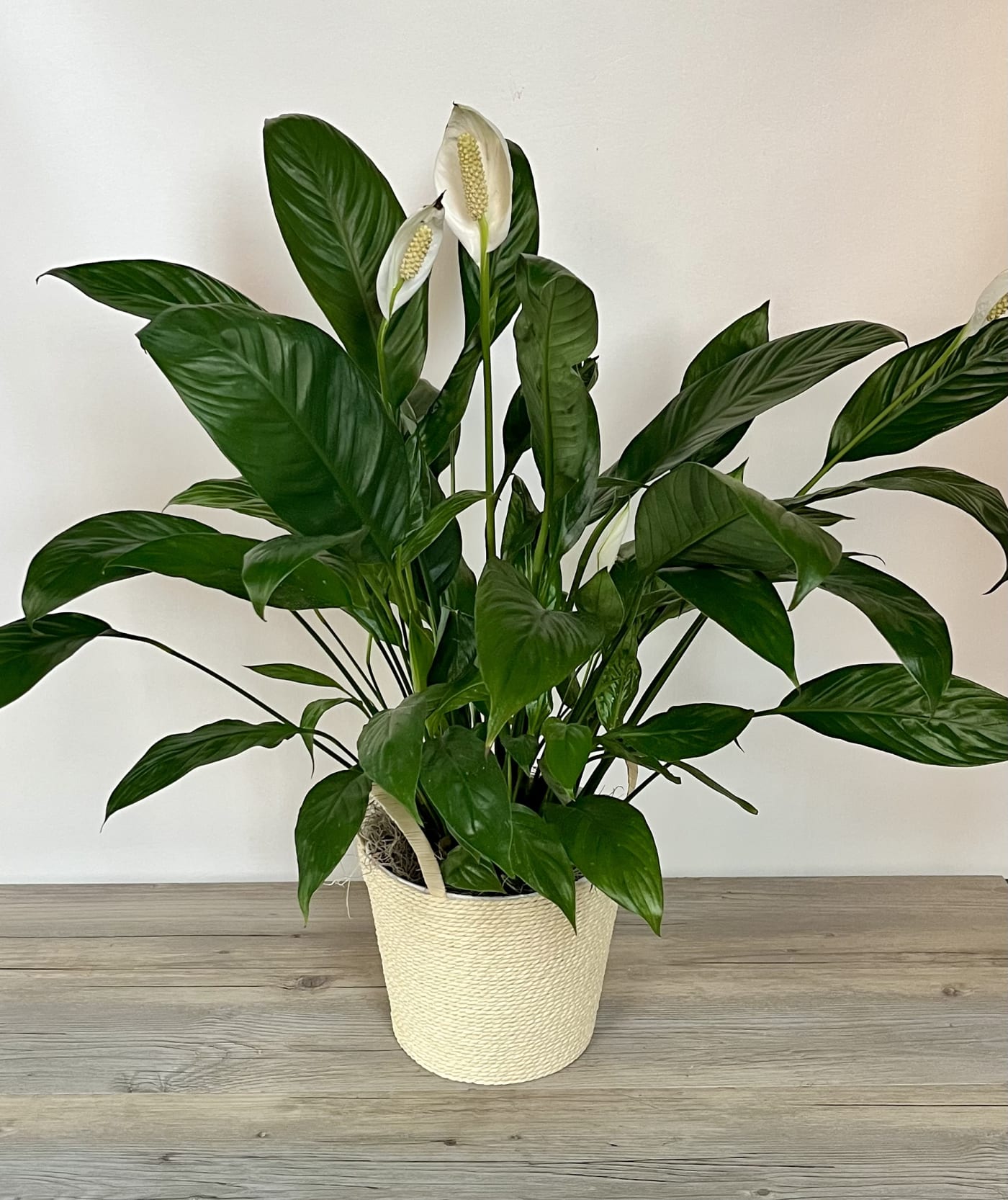 Peace Lily