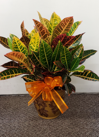 Colorful Croton