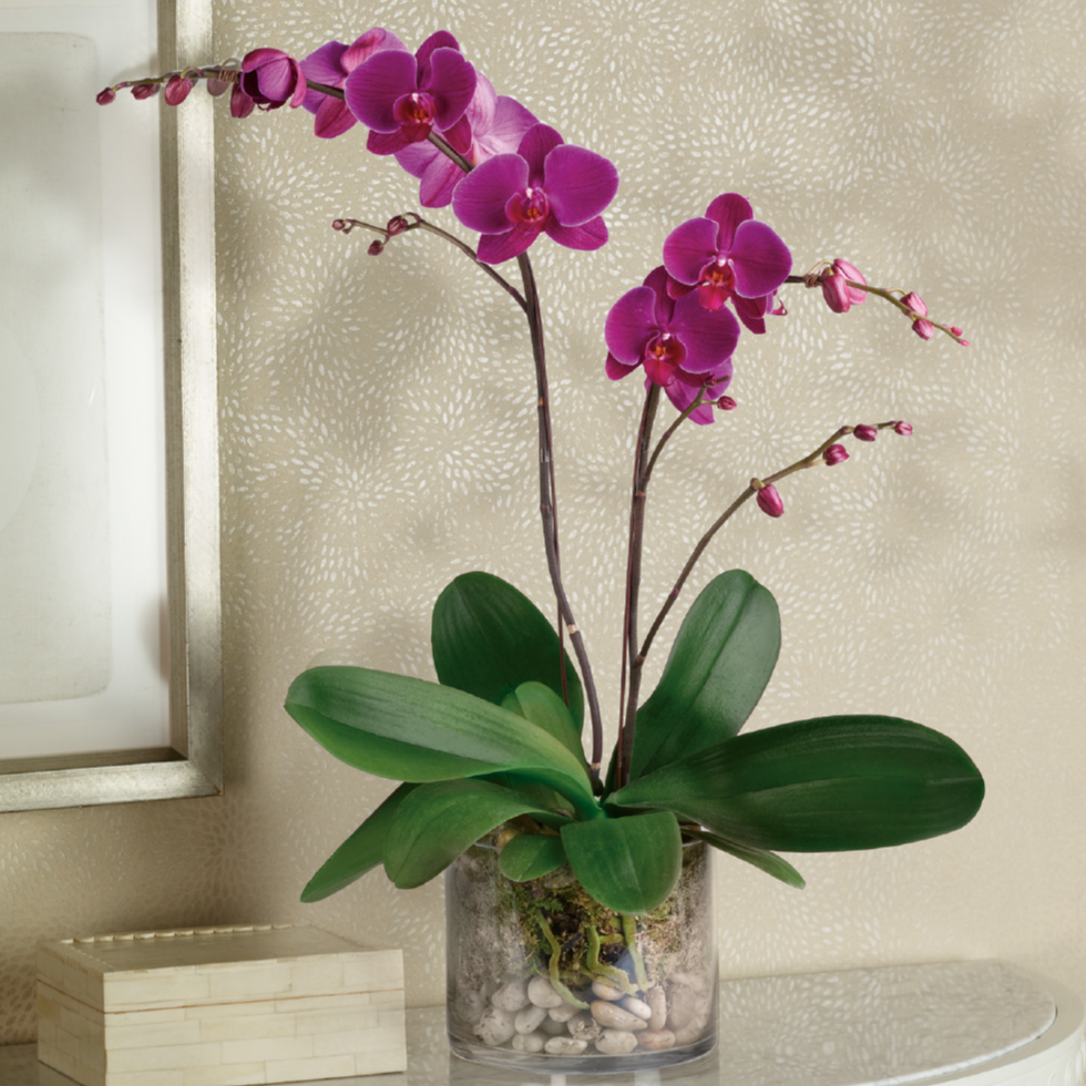 Phalaenopsis Orchid