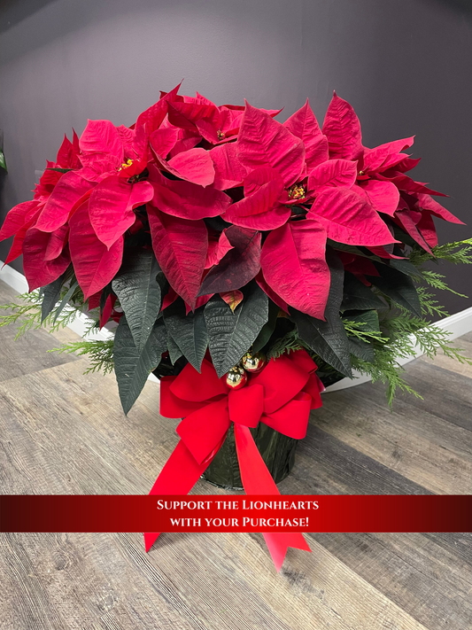 Burgundy Poinsettia