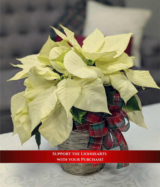 Ivory Poinsettia