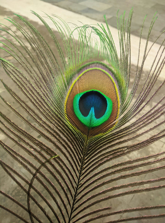 Peacock Feather