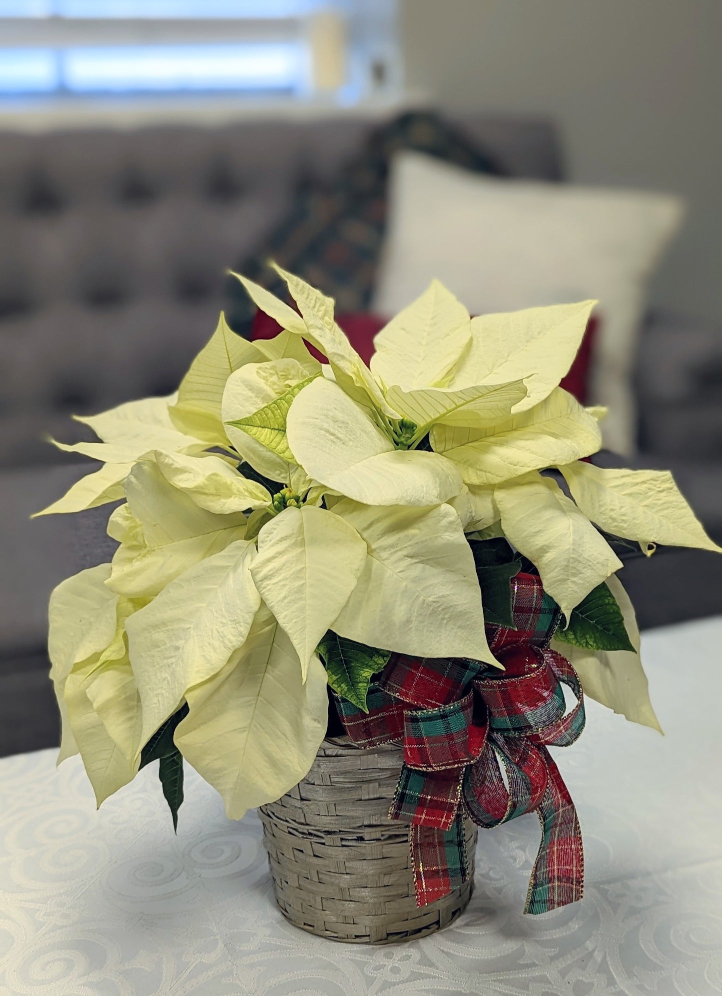 Ivory Poinsettia